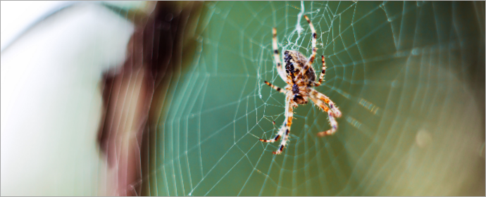 Barn Spider Control Services - Barn Spider Exterminators